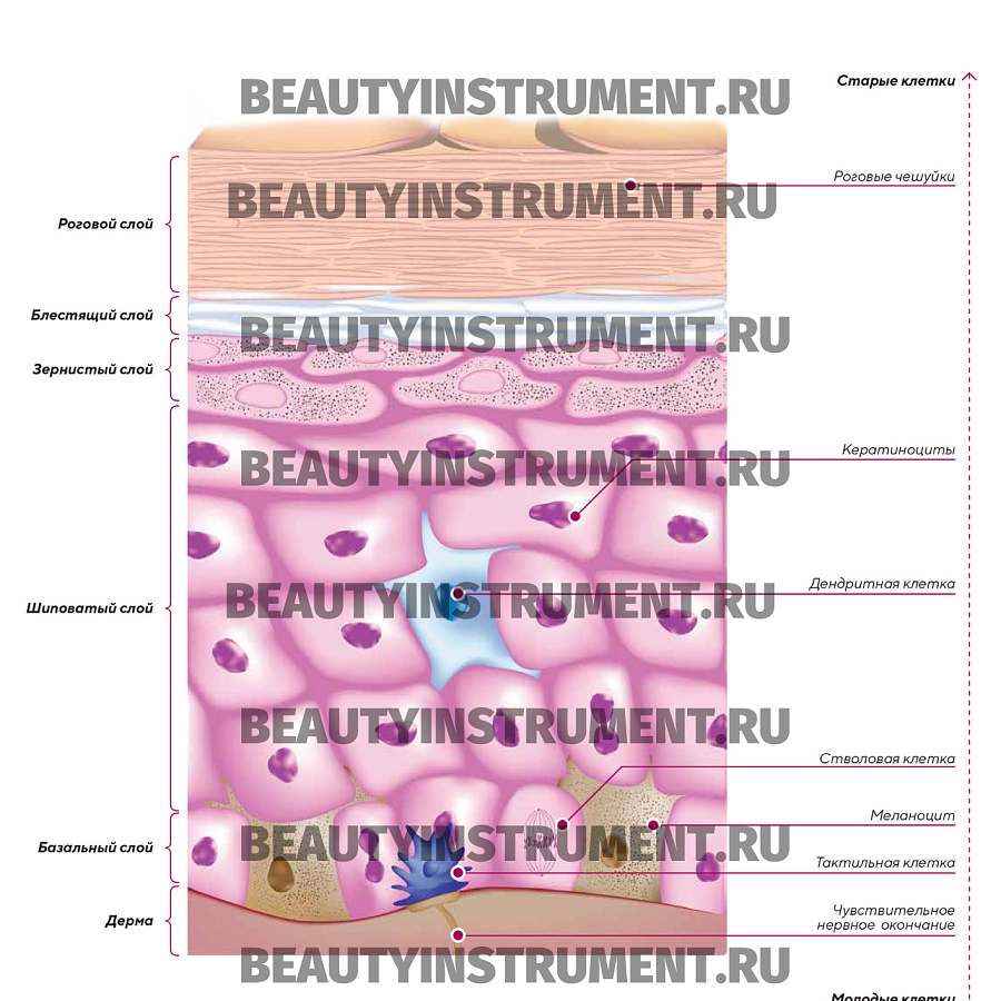 Плакат А3 для косметолога "Строение эпидермиса"