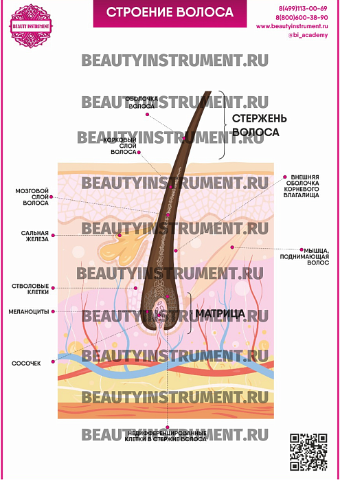 Купить Плакат А3 для косметолога "Строение волоса" по цене 1 490 руб.