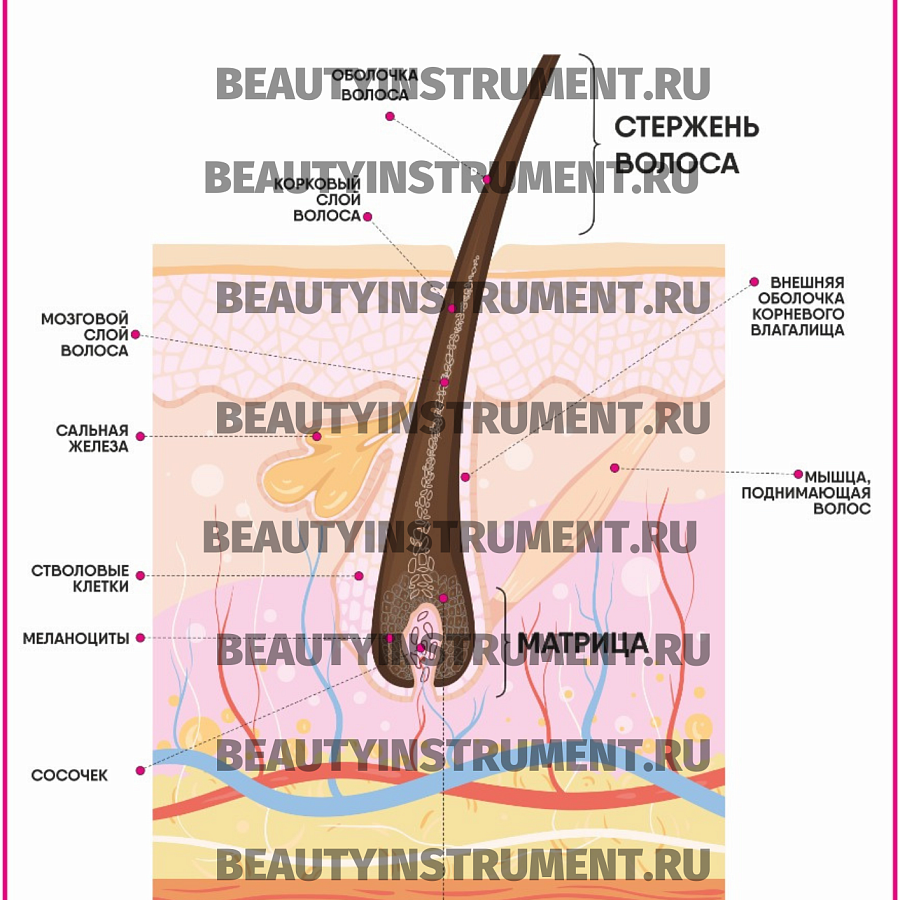 Плакат А3 для косметолога "Строение волоса"