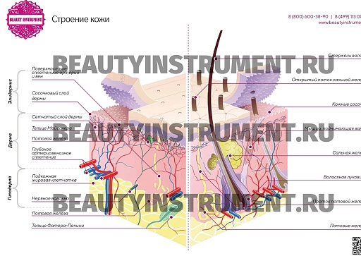 Купить Плакат А3 для косметолога "Строение кожи" по цене 1 490 руб.