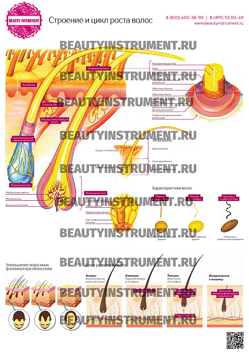 Купить Плакат А3 для косметолога "Строение и цикл роста волос" по цене 1 490 руб.