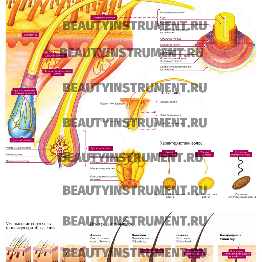 Плакат А3 для косметолога "Строение и цикл роста волос"
