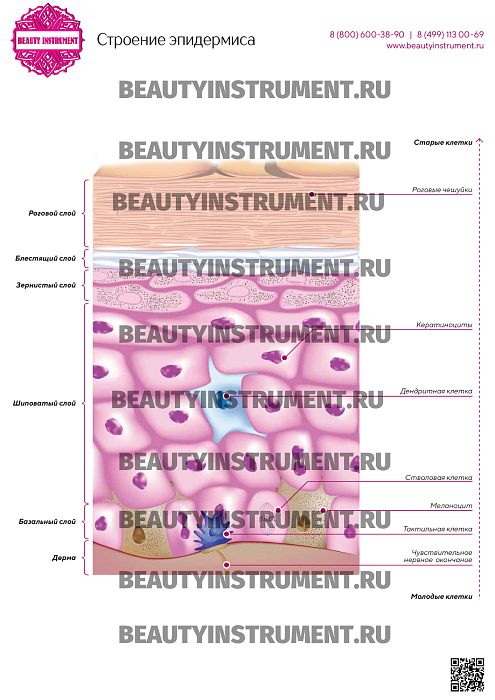 Купить Плакат А3 для косметолога "Строение эпидермиса" по цене 1 490 руб.