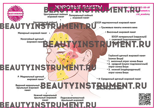 Купить Плакат А3 для косметолога "Жировые пакеты" по цене 1 490 руб.