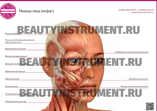 Купить  Плакат А3 для косметолога "Массажные лини лица профиль" по цене 1 490 руб.