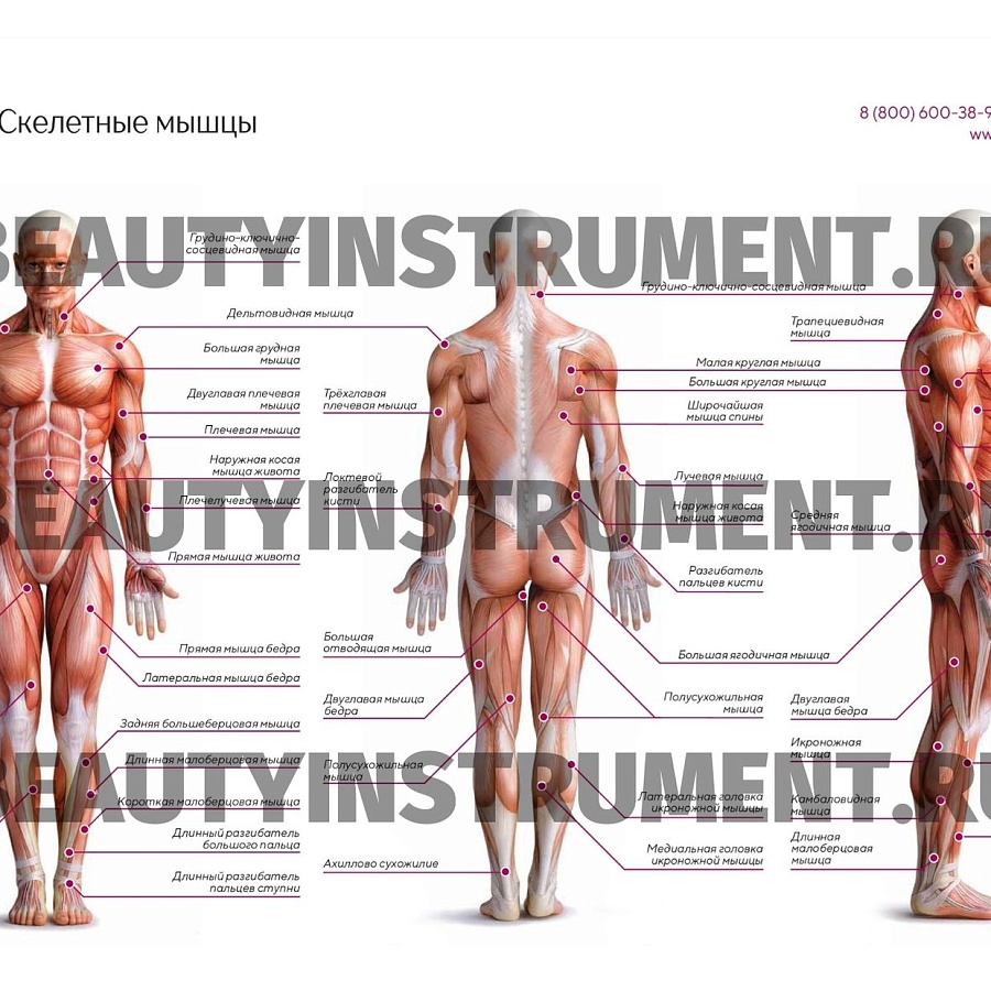 Плакат А3 для косметолога "Скелетные мышцы"